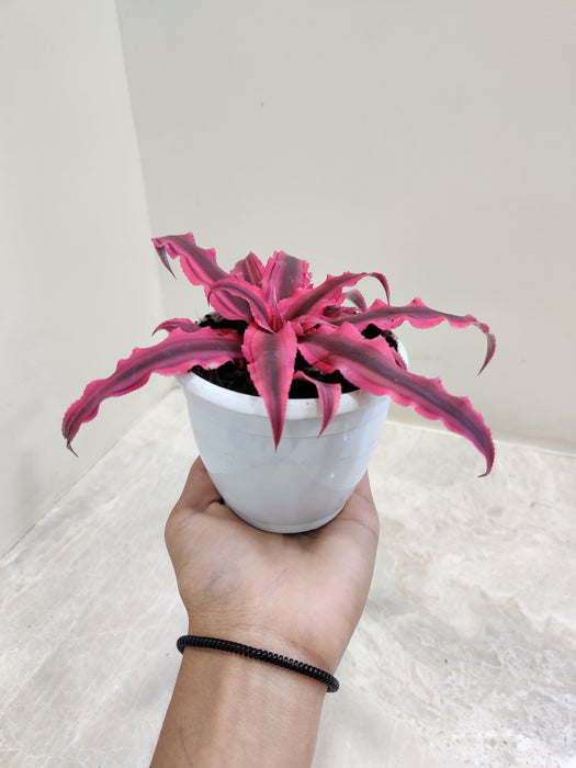 Cryptanthus Red Star Small Plant
