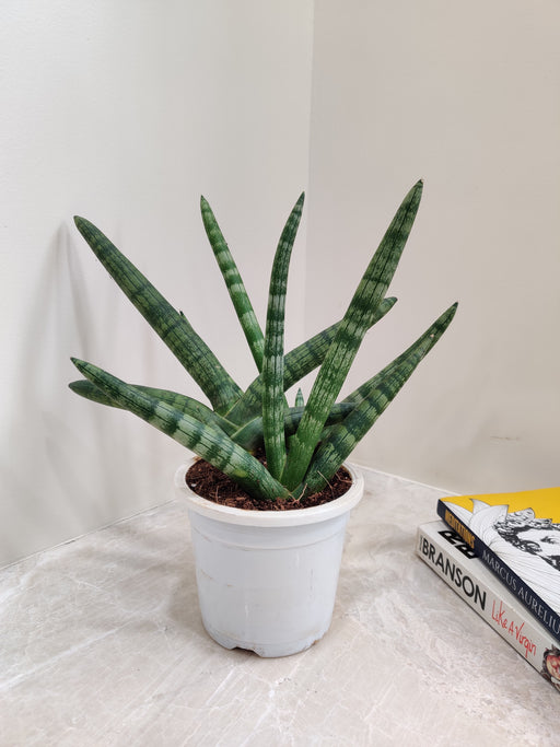Potted Sansevieria Cylindrica for Indoor Decor