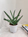 Potted Sansevieria Cylindrica for Indoor Decor