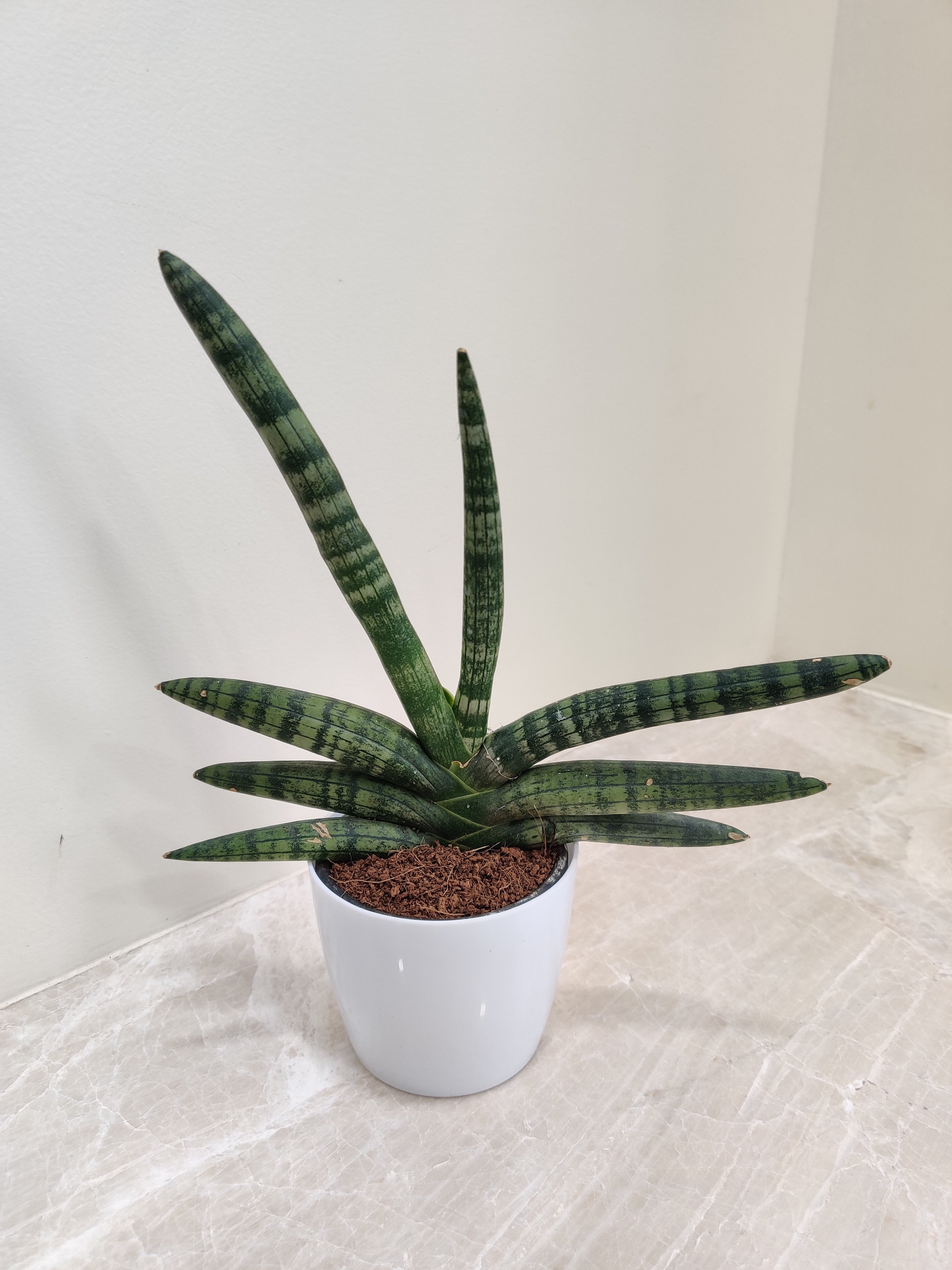 snake plant for desk Buy Boncel Snake Desk Plant