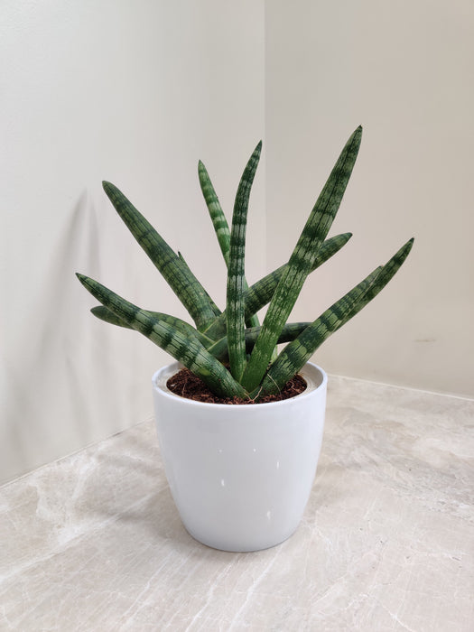 Air purifying Boncel Snake indoor plant