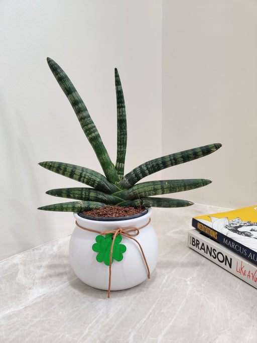 Resilient Bonsel Snake Plant for corporate gifting