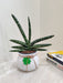 Resilient Bonsel Snake Plant for corporate gifting