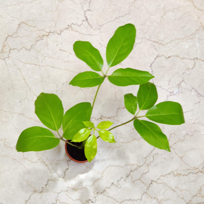 Brassia Goldan Plants In  8.5 cm pot