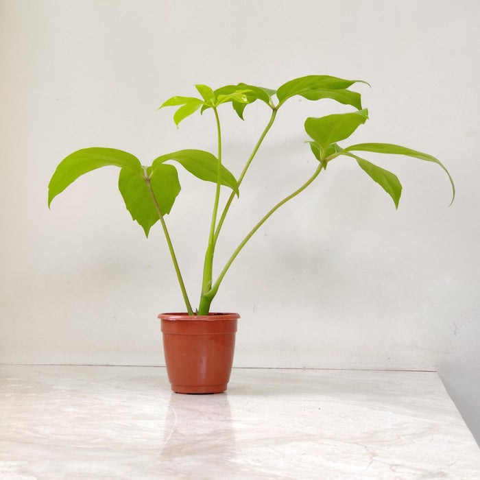 Brassia Goldan Plants In  8.5 cm pot
