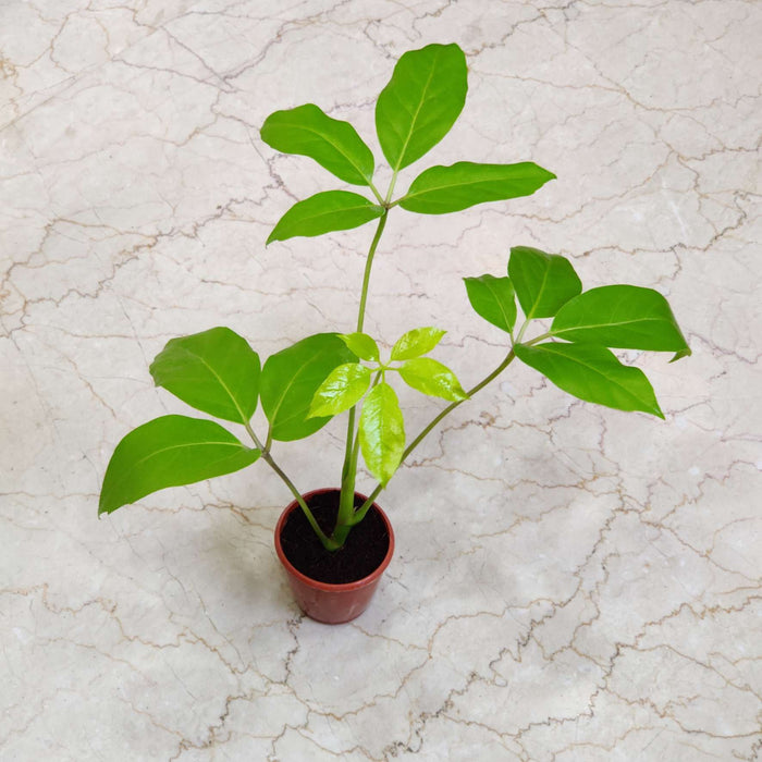Brassia Goldan Plants In  8.5 cm pot