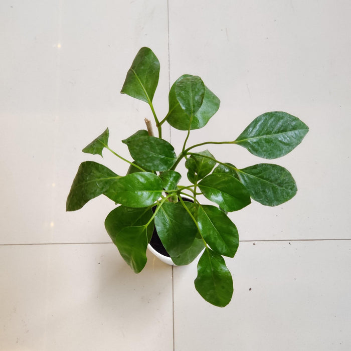 Brassia Green Plants In  12 cm pot