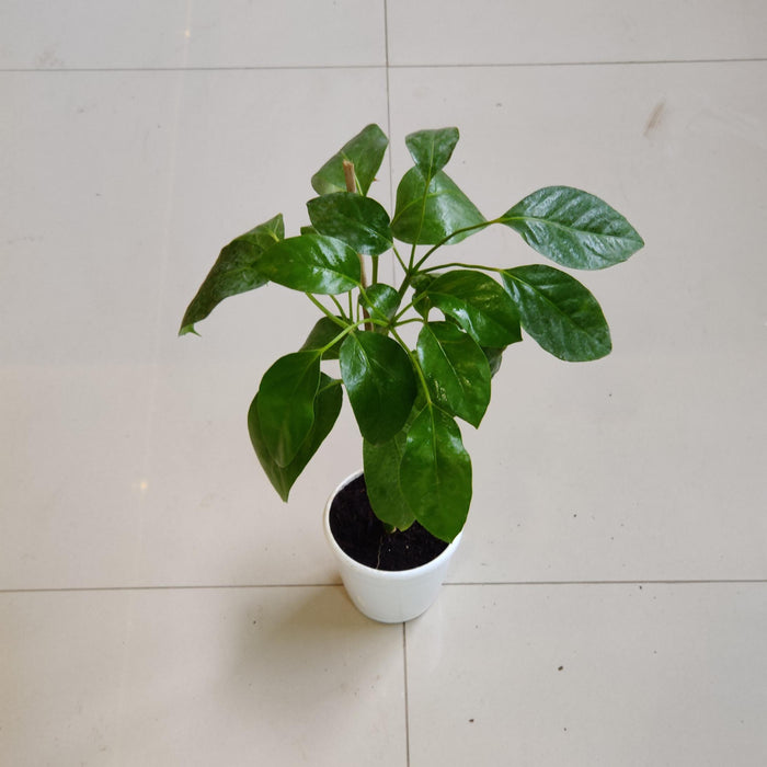 Brassia Green Plants In  12 cm pot