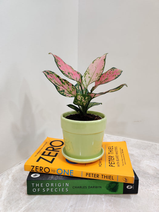 Perfect office plant gift - Aglaonema Beauty