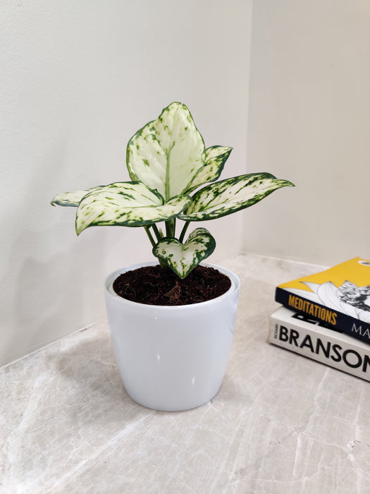 Aglaonema-Super-White-Bright-Foliage