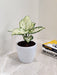 Aglaonema-Super-White-Bright-Foliage