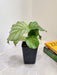 Healthy indoor Calathea Orbifolia plant