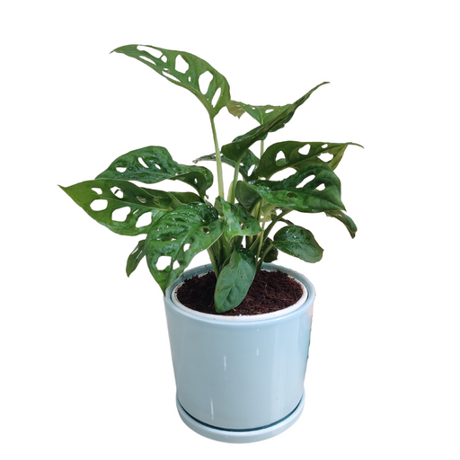 Broken Heart Monstera in blue pot for corporate gifting.