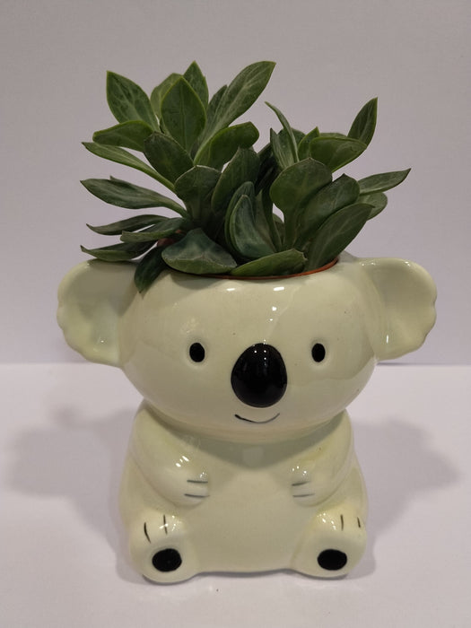 Cute Koala Ceramic Planter | Mini Succulent Pot