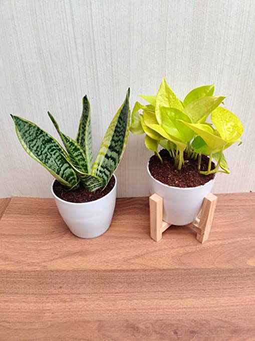 money tree air purifying Air Purifying Plant Sets for Snake Plant & Money Plant