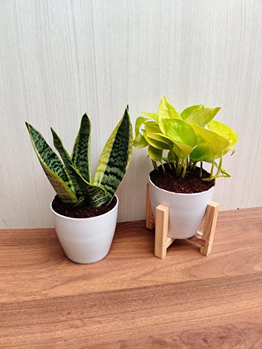Indoor Air Purifying Plants - Snake Plant and Money Plant