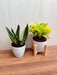 Indoor Air Purifying Plants - Snake Plant and Money Plant