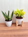 Snake Plant and Money Plant Combo - Home and Office Decor