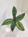Small Calathea Beauty Star indoor foliage