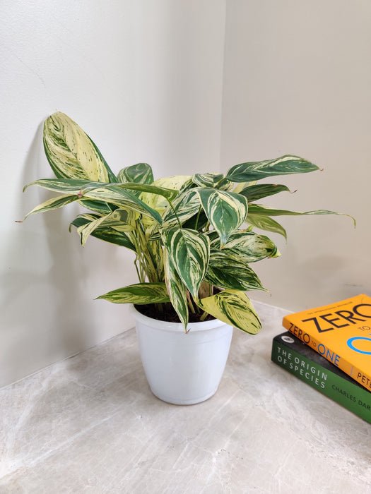 Tranquil Calathea Charlie for indoor decoration