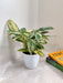 Tranquil Calathea Charlie for indoor decoration
