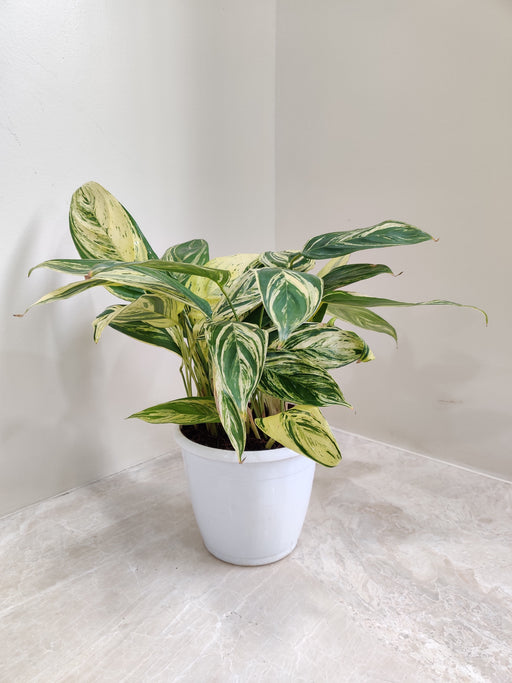 Lush green Calathea Charlie indoor plant
