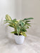 Lush green Calathea Charlie indoor plant