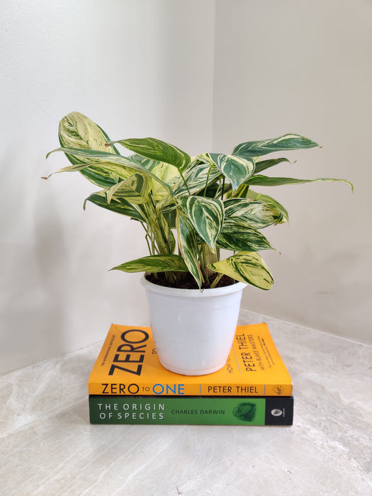 Indoor Calathea Charlie plant in a white pot