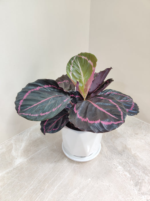 Air purifying Calathea Dottie for corporate gifting
