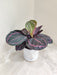 Air purifying Calathea Dottie for corporate gifting