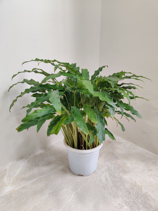 Green Calathea Plant for Indoor Air Purification