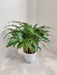 Green Calathea Plant for Indoor Air Purification