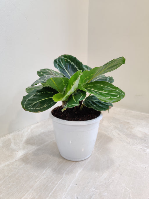 Calathea Green Lipstick indoor plant with vibrant leaves