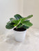 Calathea Green Lipstick indoor plant with vibrant leaves