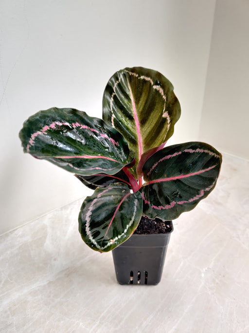 Calathea Illustris Indoor Plant with Pink Stripes