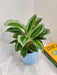 "Calathea JF Macbr Indoor Plant Perfect for Office Environment"