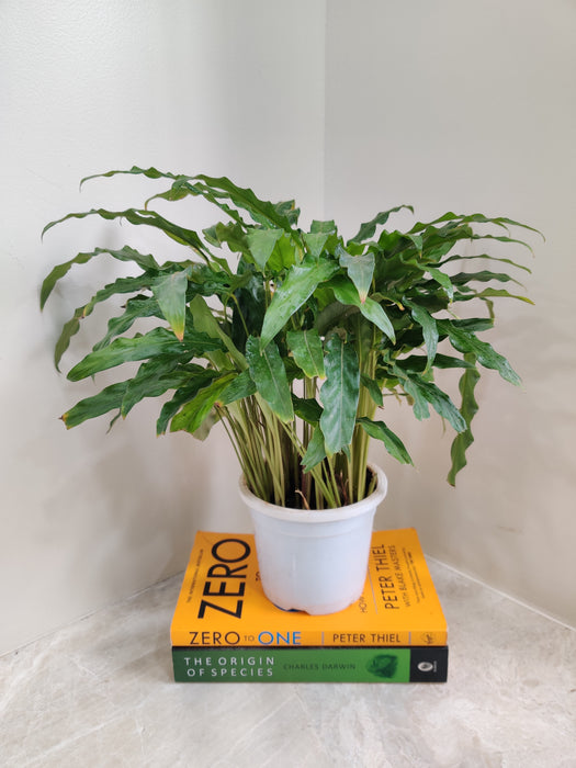 Indoor Calathea with Decorative Leaves for Home