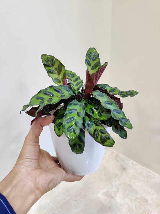Air purifying Calathea Insignis plant