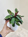 Air purifying Calathea Insignis plant