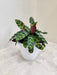 Calathea Insignis lush indoor plant