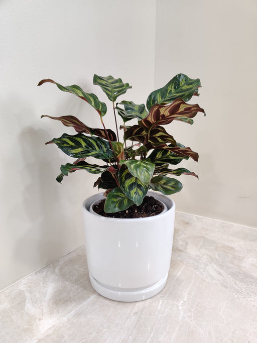"Elegant Calathea Makoyana Plant in White Ceramic Pot"