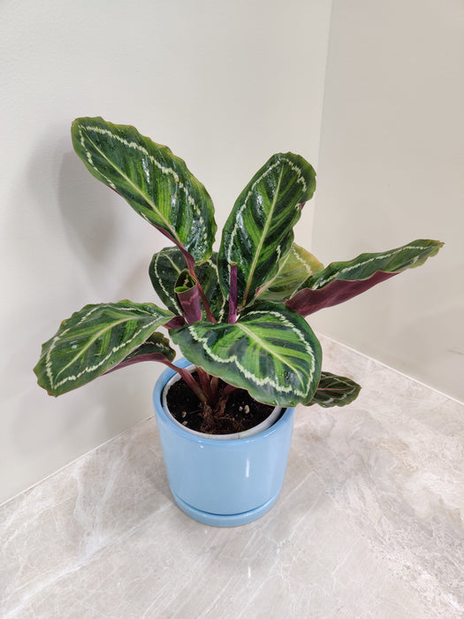 Decorative Calathea Medallion with air-purifying qualities