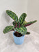 Decorative Calathea Medallion with air-purifying qualities