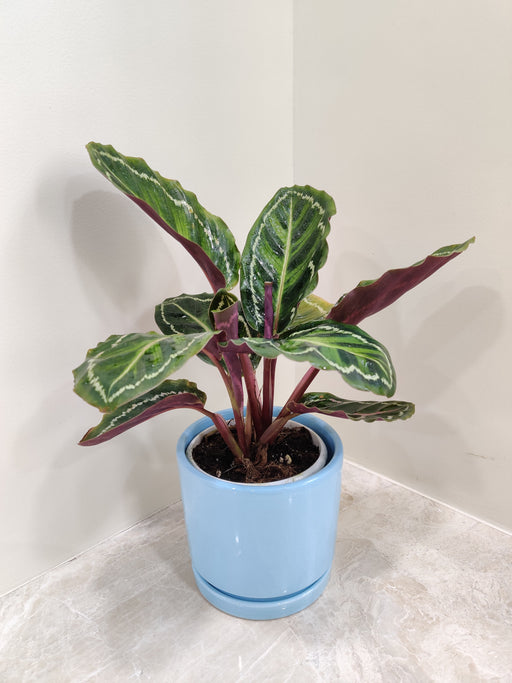 Calathea Medallion plant in a blue pot perfect for corporate gifting