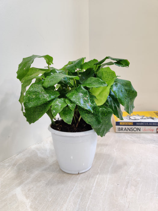 Calathea Network Houseplant for Stress Relief