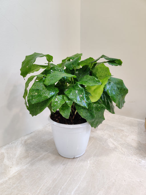 Calathea Network Plant in White Pot for Modern Homes