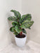 Calathea-Rose-Apple-Plant-lush-leaves-12cm-pot