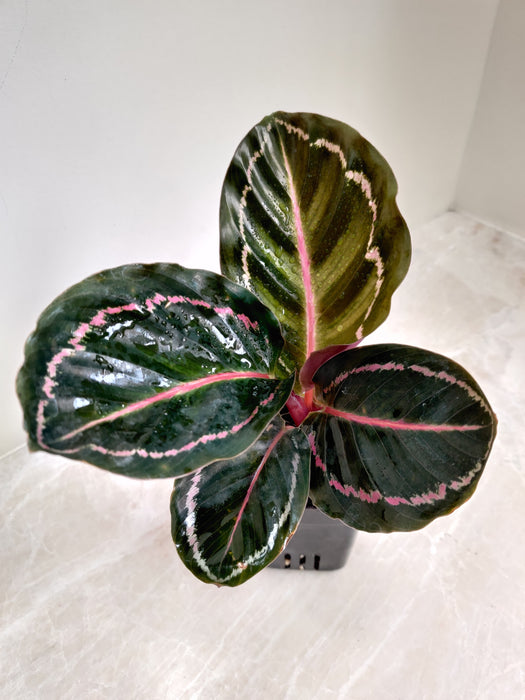 Petite Calathea Roseopicta Indoor Plant