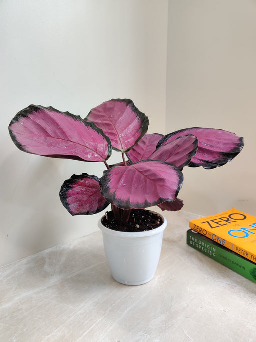 Air purifying Calathea Rosepicta indoor plant