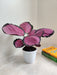 Air purifying Calathea Rosepicta indoor plant